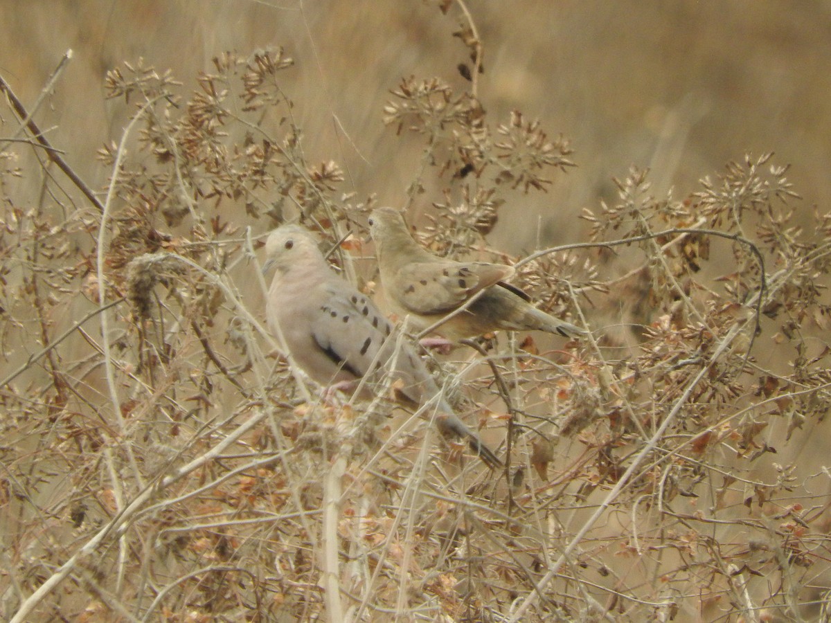 Plain-breasted Ground Dove - ML619831818