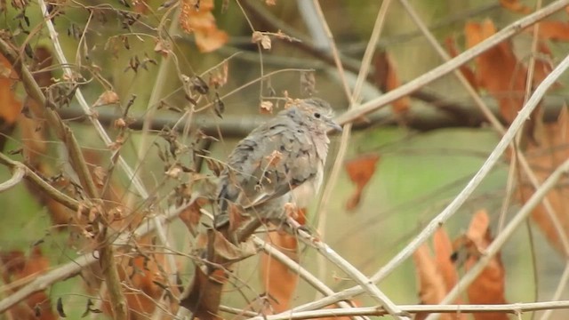 Plain-breasted Ground Dove - ML619831827