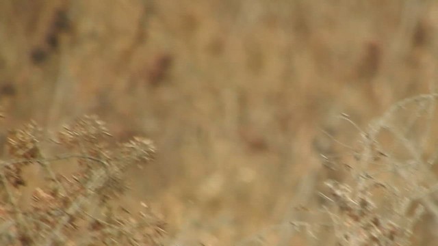 Plain-breasted Ground Dove - ML619831831