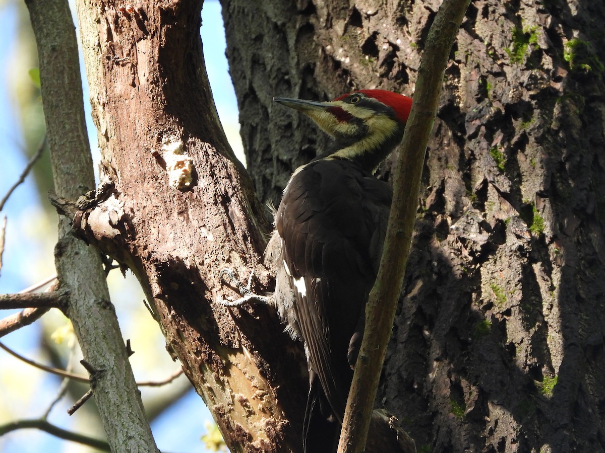 Pileated Woodpecker - ML619831836