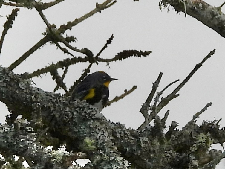 Yellow-rumped Warbler - ML619831838