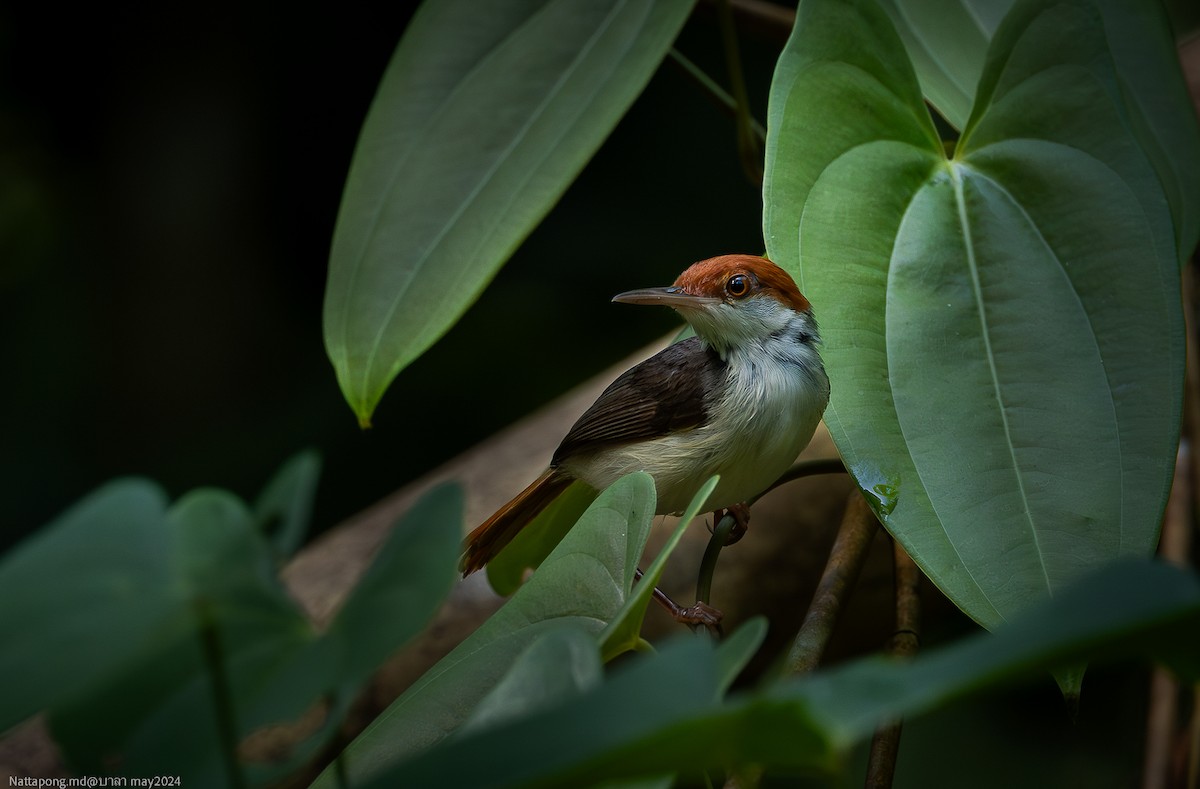 Rufous-tailed Tailorbird - ML619831862