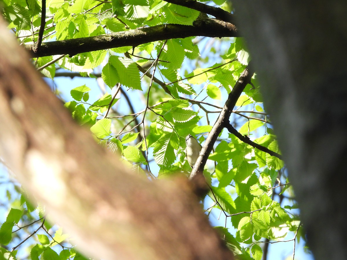 Vireo Solitario - ML619831869