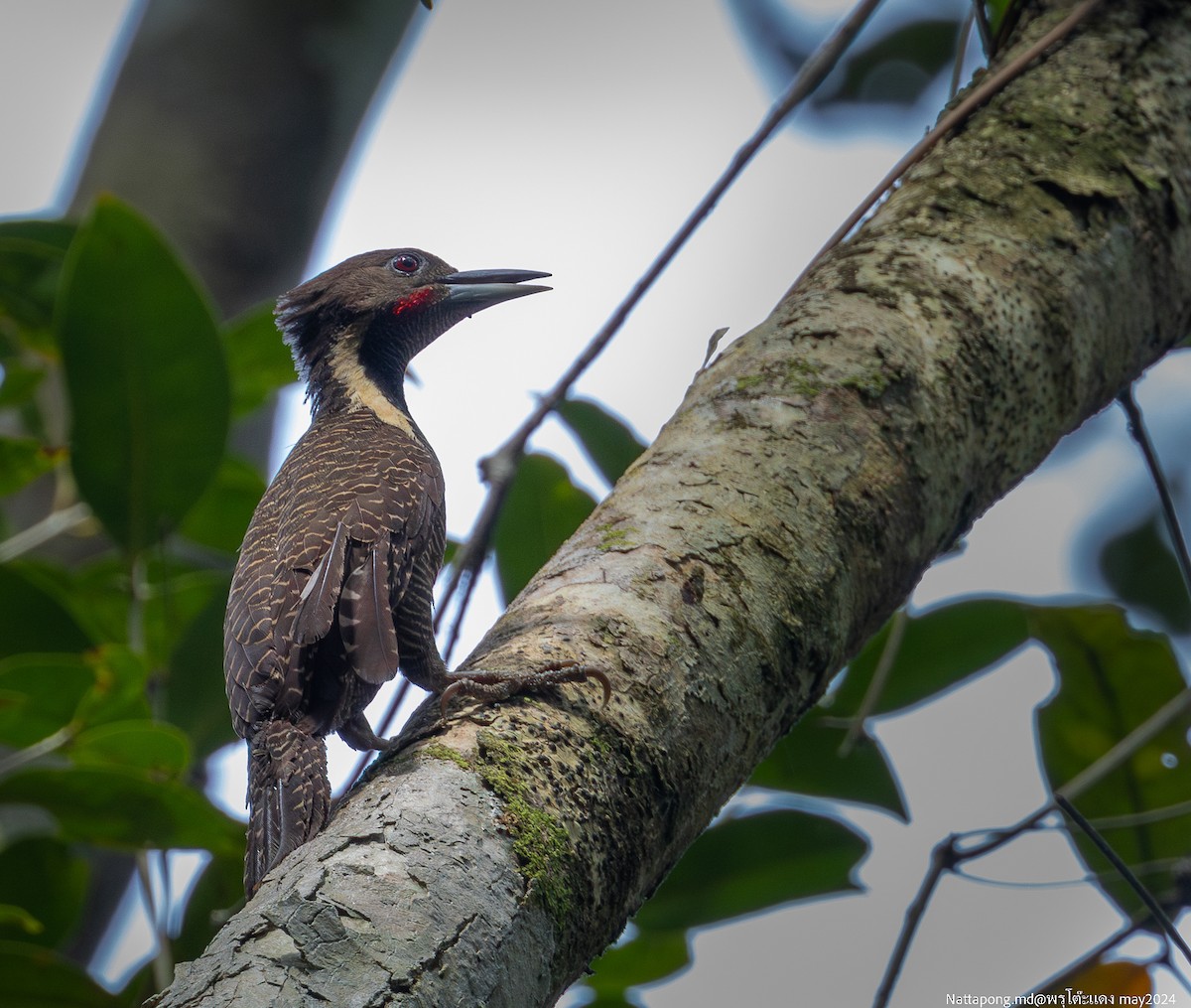 Buff-necked Woodpecker - ML619831871