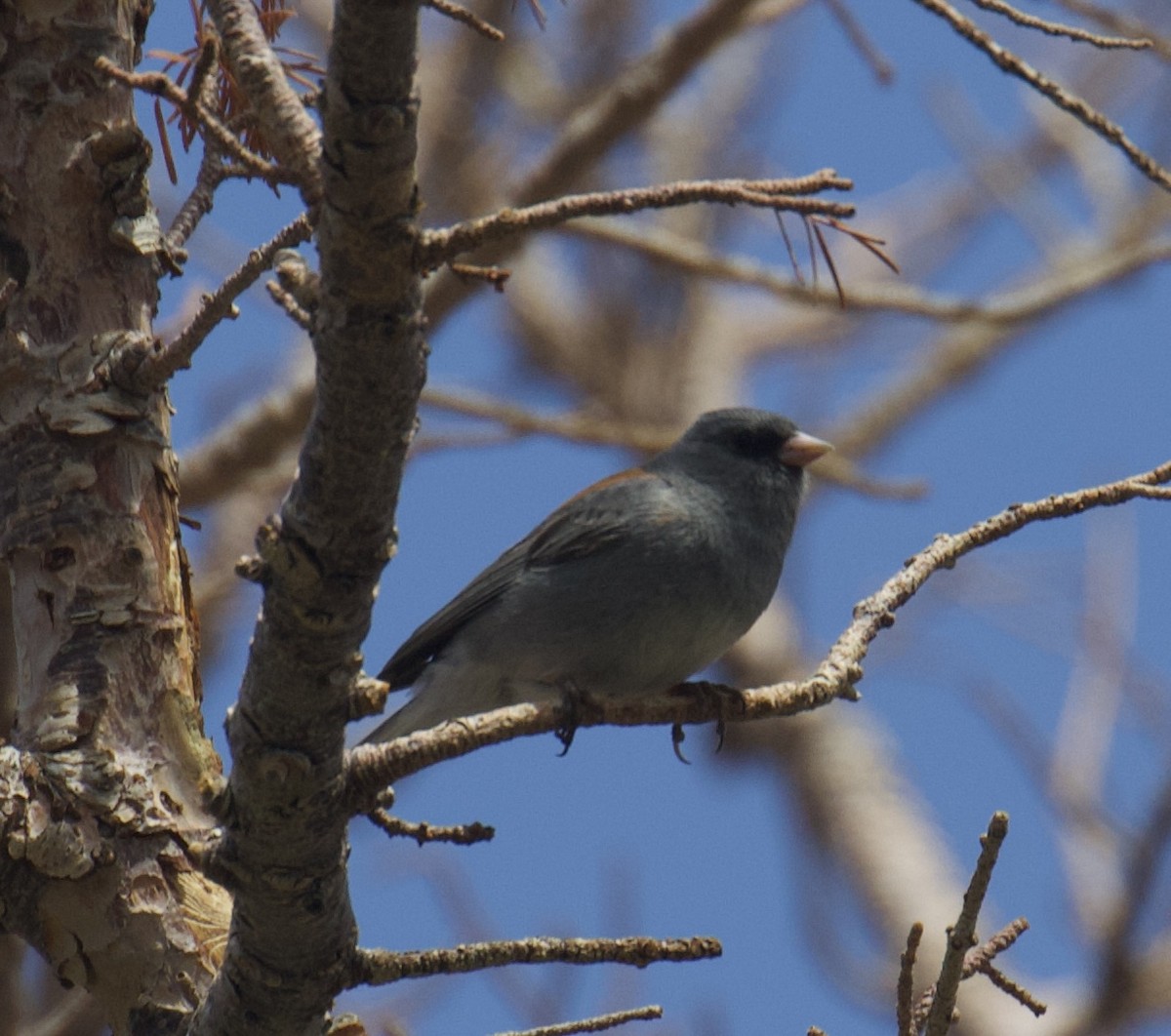 Dark-eyed Junco - ML619831875