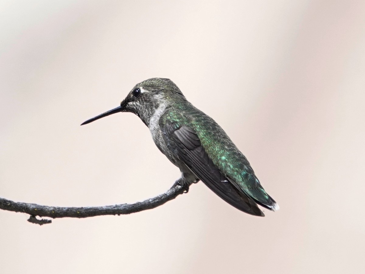 Anna's Hummingbird - ML619831880