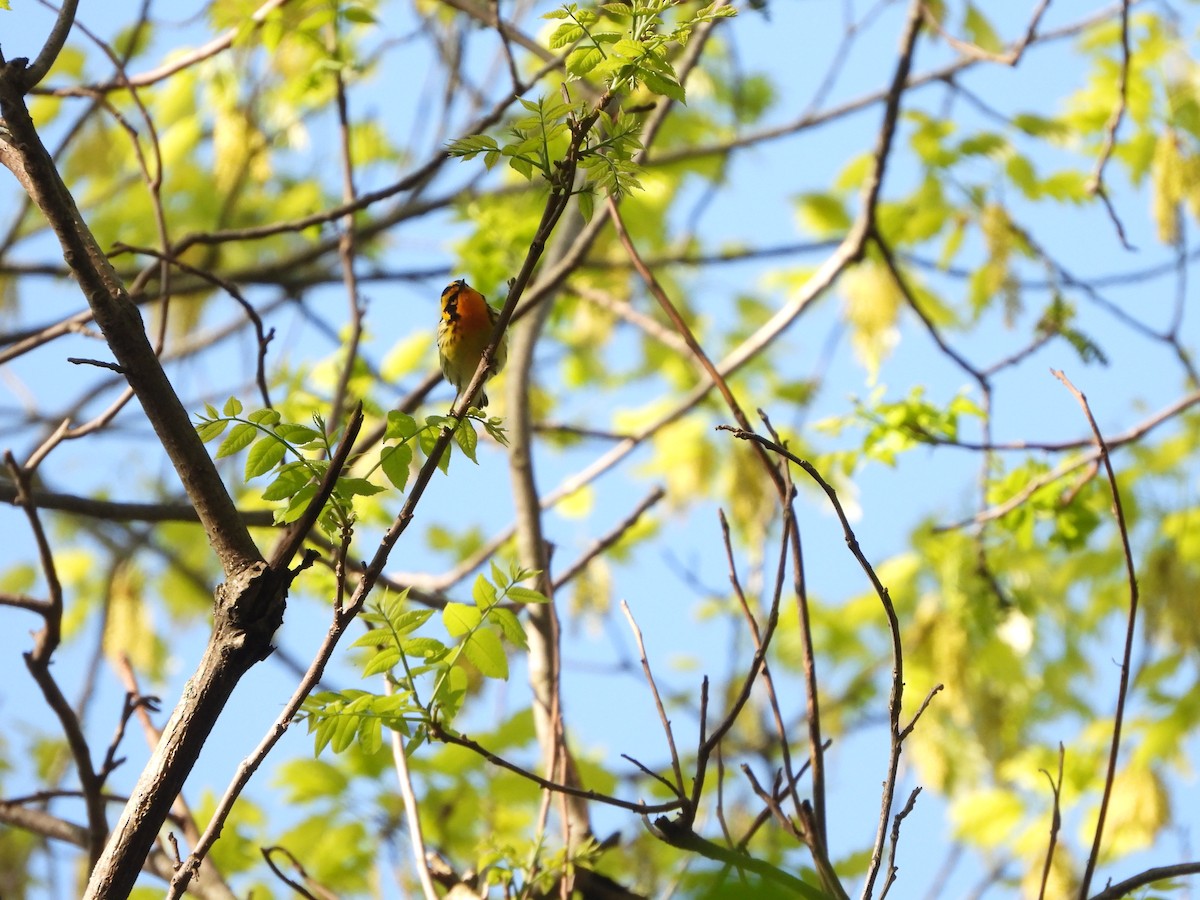 Blackburnian Warbler - ML619831885