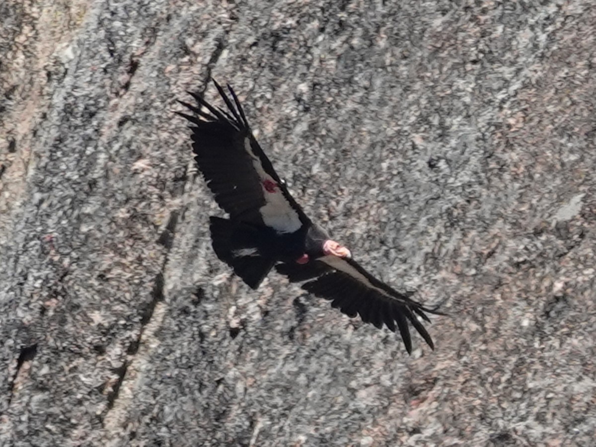 Condor de Californie - ML619831899