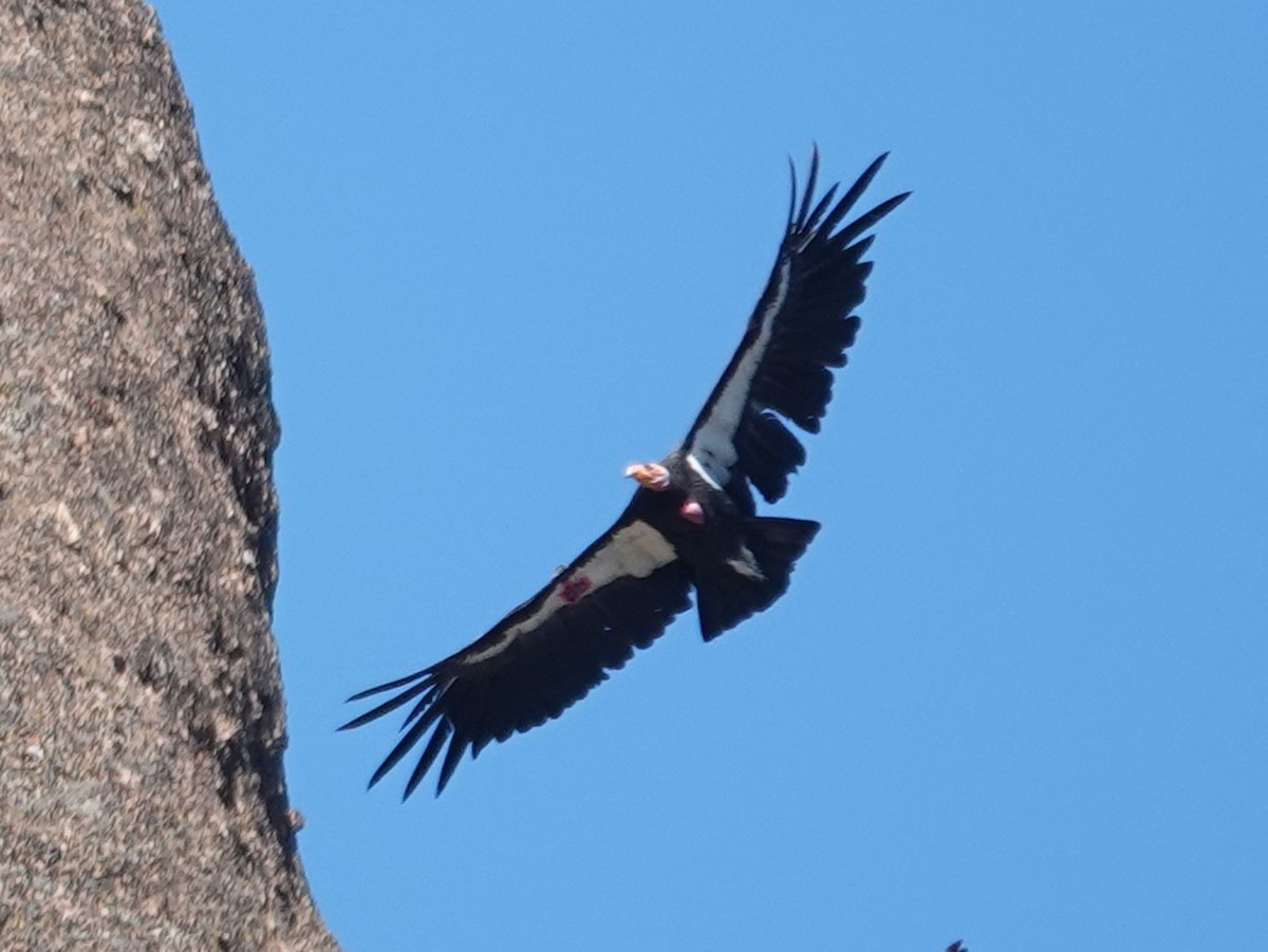 Condor de Californie - ML619831900