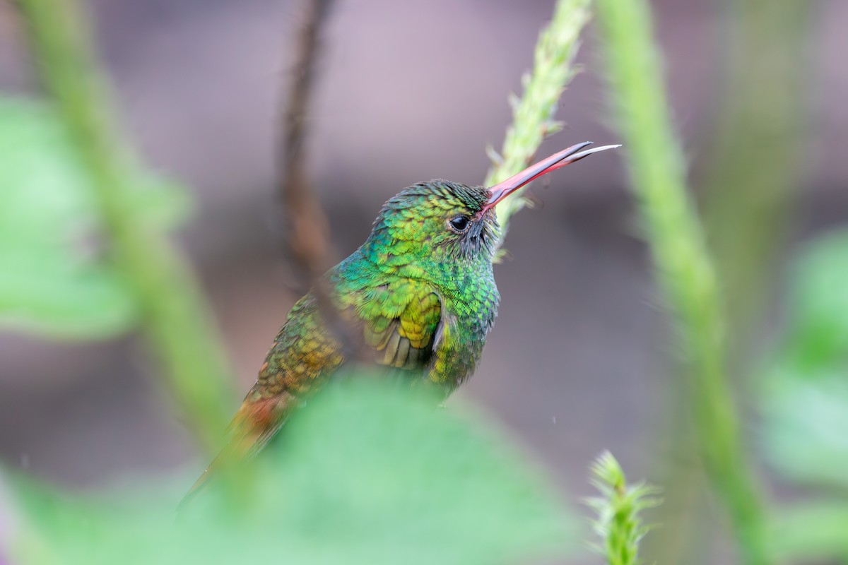 Rufous-tailed Hummingbird - ML619831904