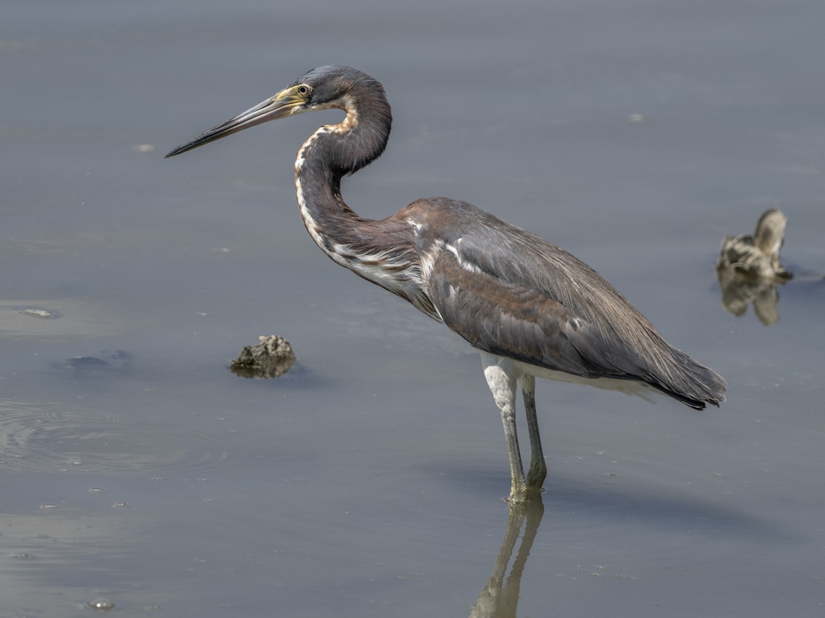 Tricolored Heron - ML619831906