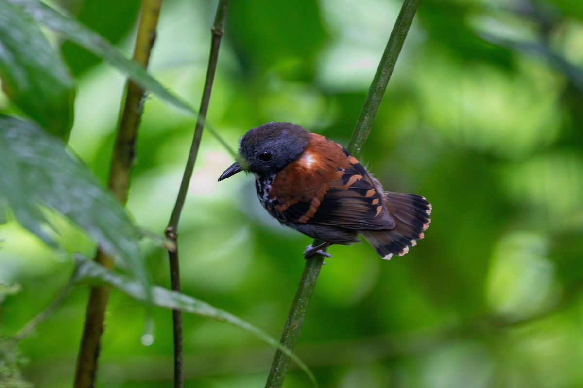 Spotted Antbird - ML619831908