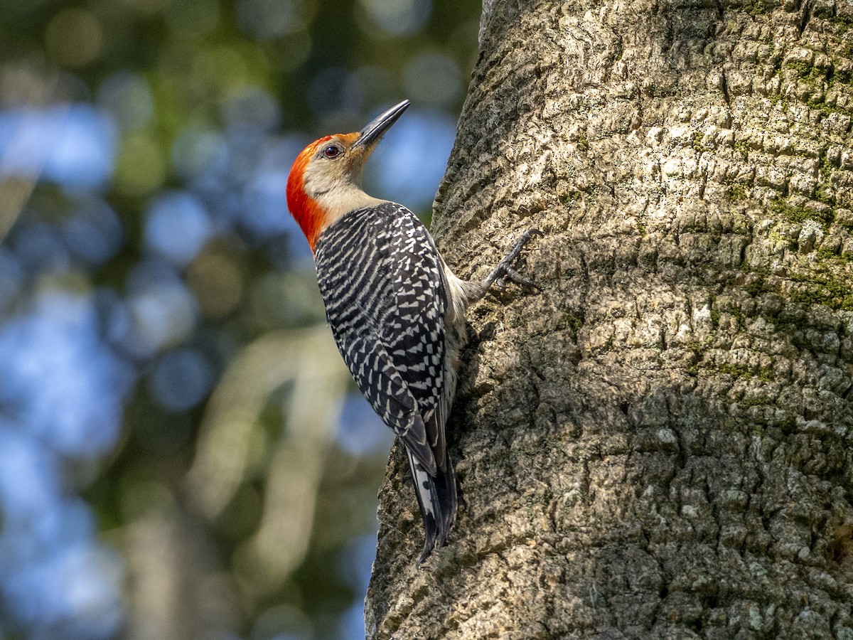 Red-bellied Woodpecker - ML619831909