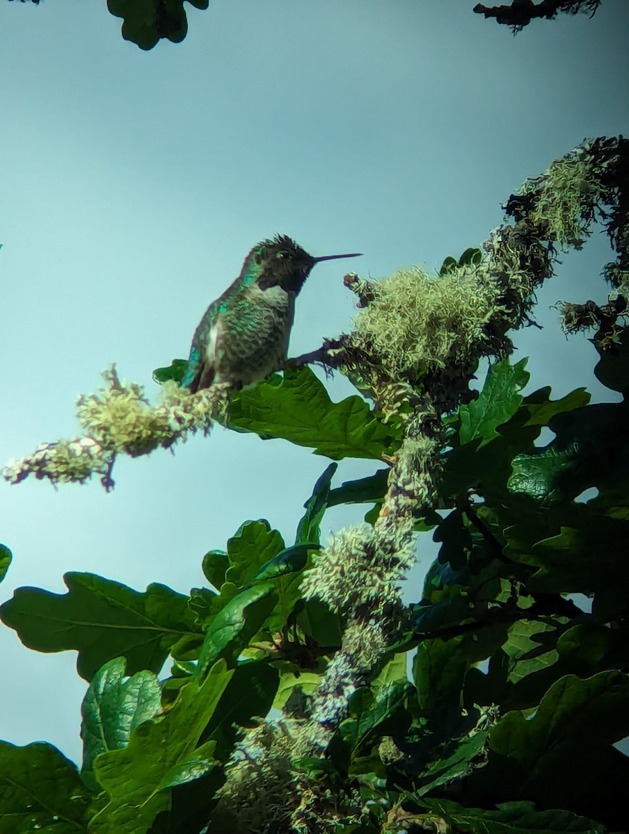 Anna's Hummingbird - ML619831914