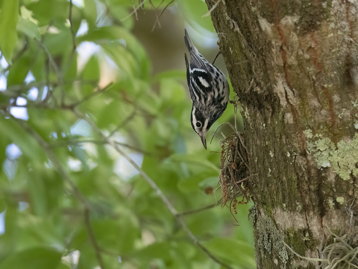 Black-and-white Warbler - ML619831916