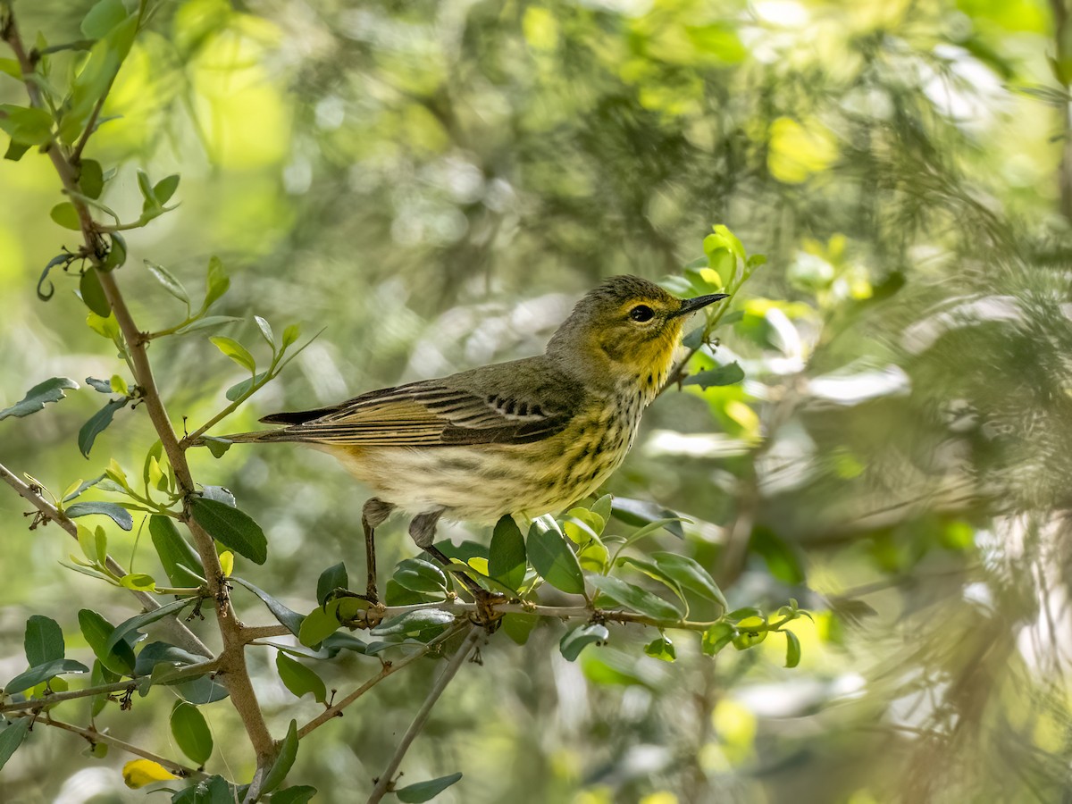 Cape May Warbler - ML619831924