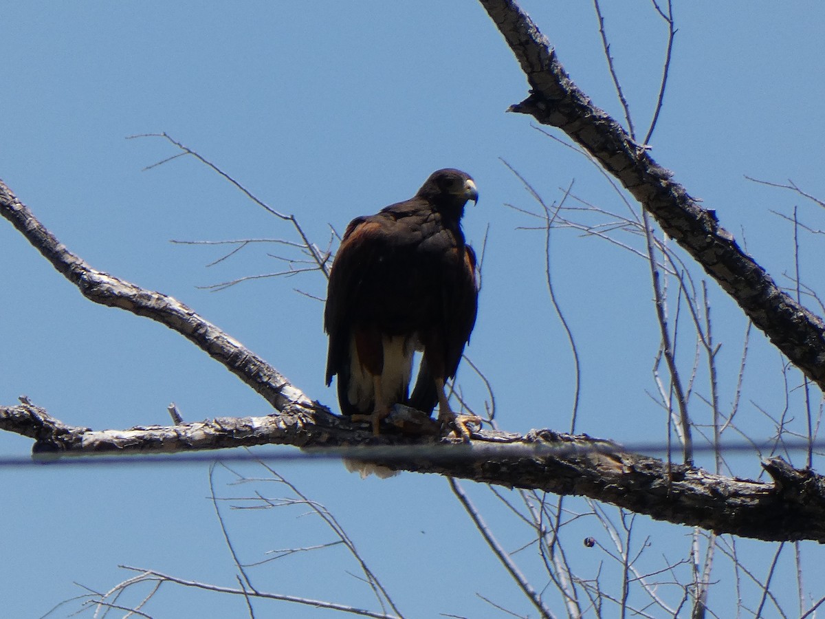 Harris's Hawk - ML619831933