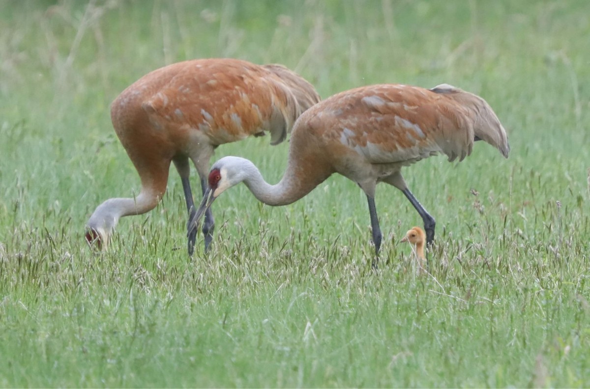 Sandhill Crane - ML619831947