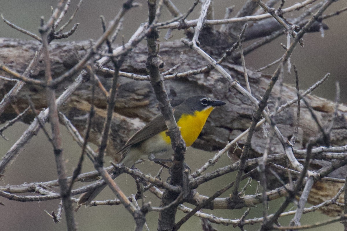 Yellow-breasted Chat - ML619831948