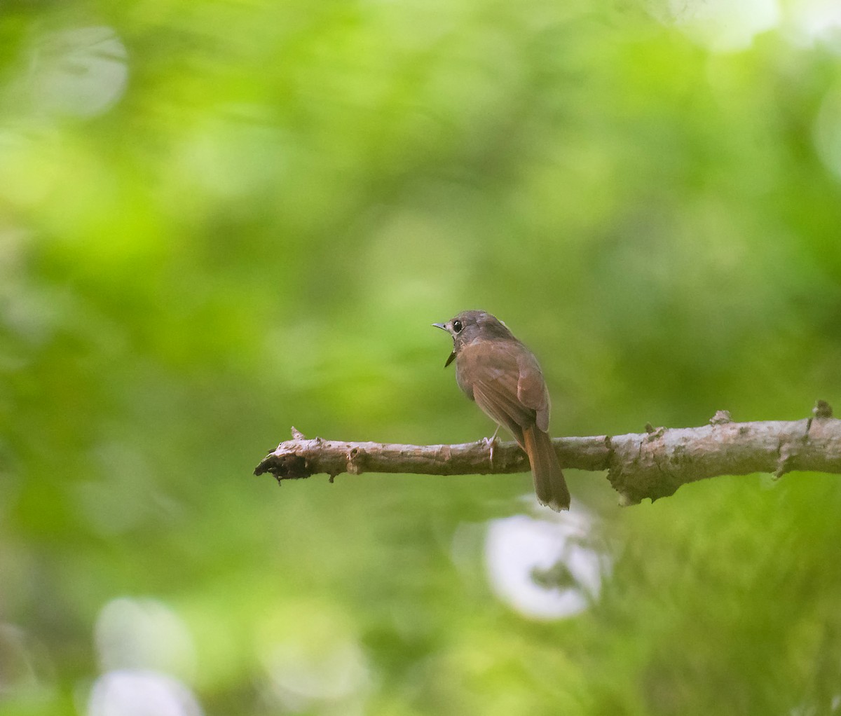 Pale-chinned Flycatcher - ML619831973