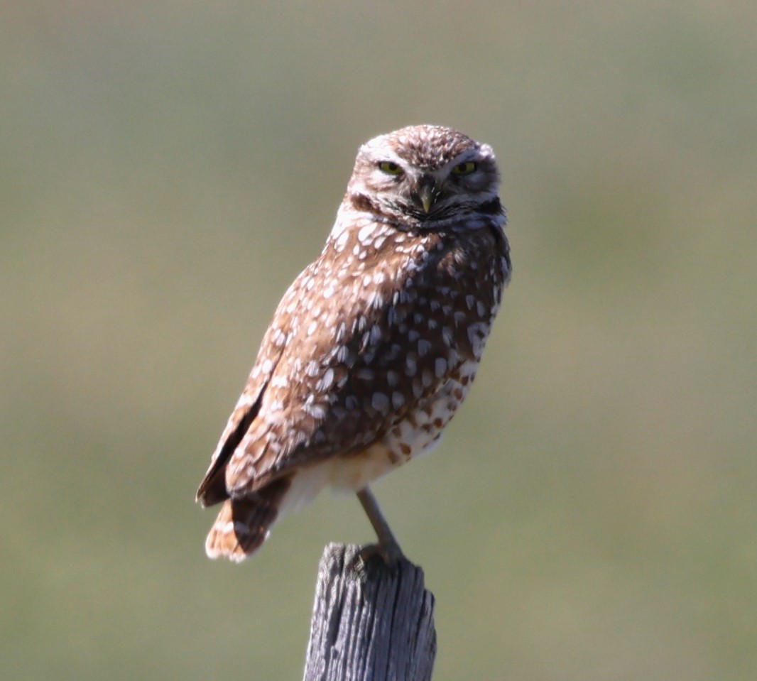 Burrowing Owl (Western) - ML619831979