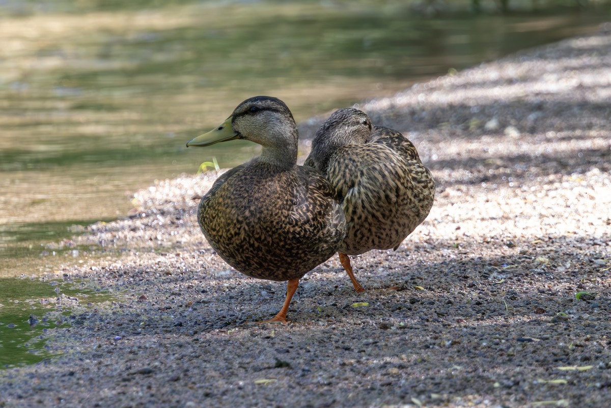 Canard du Mexique - ML619831996