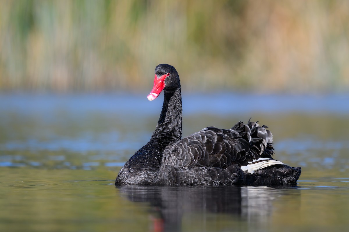 Black Swan - ML619831997
