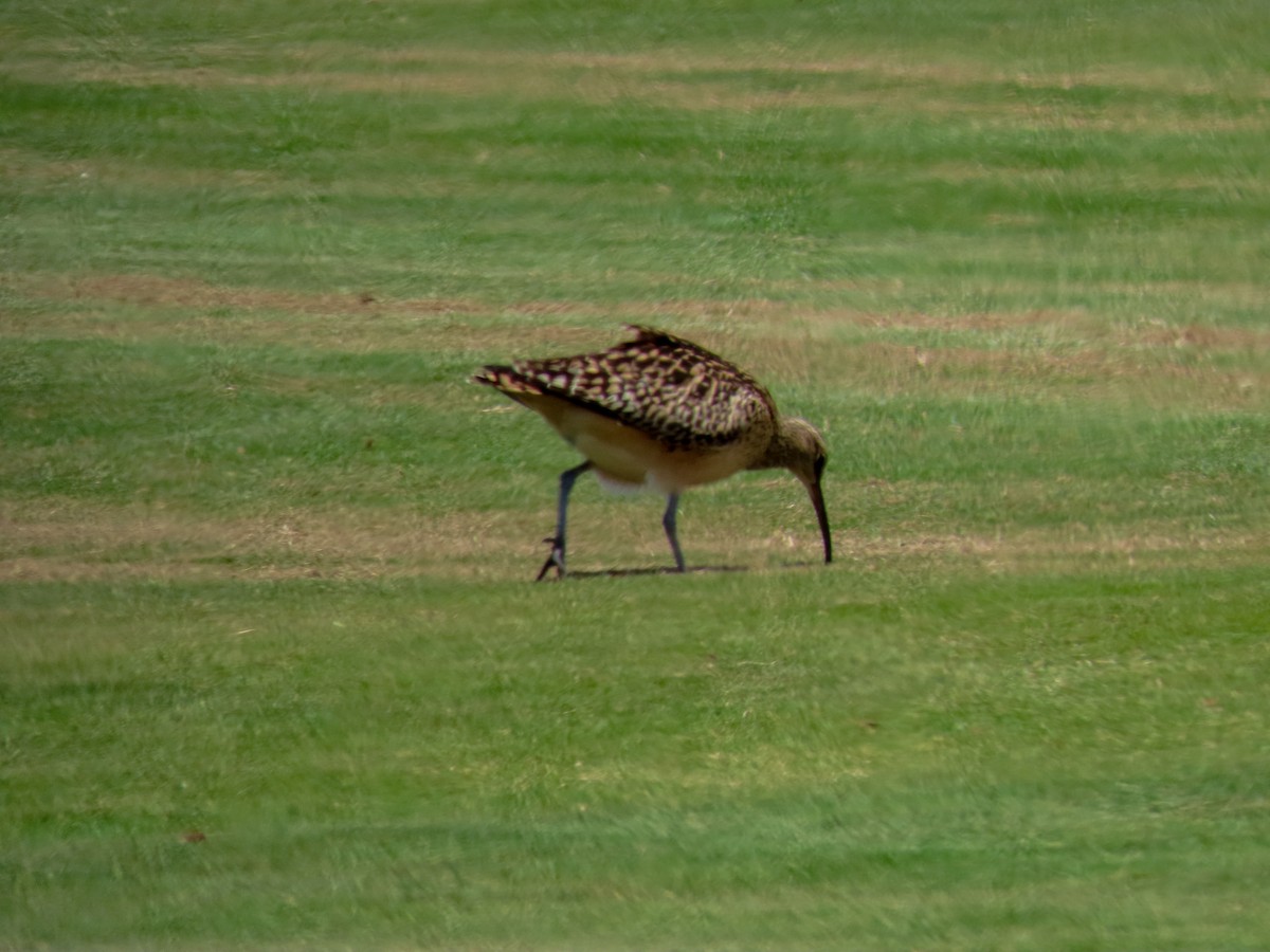 Bristle-thighed Curlew - ML619832002