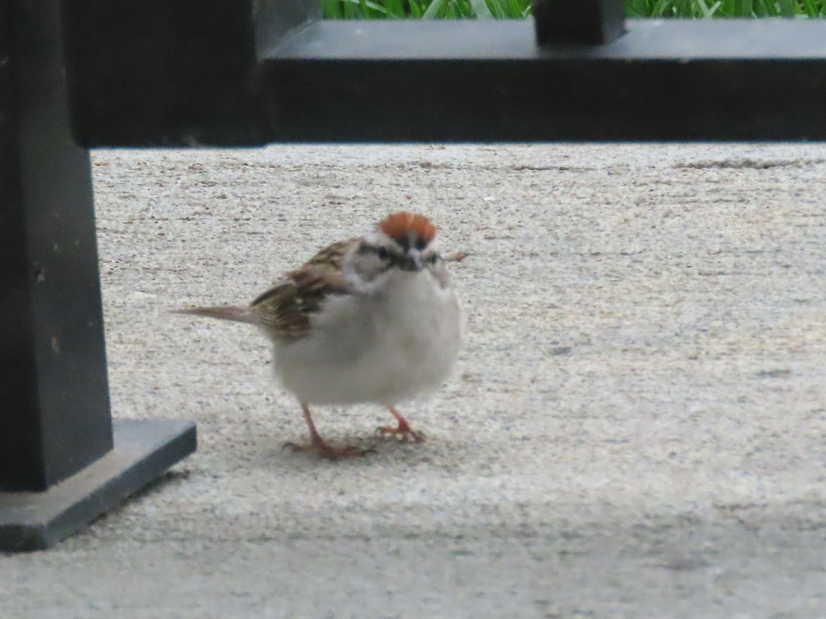 Chipping Sparrow - ML619832010
