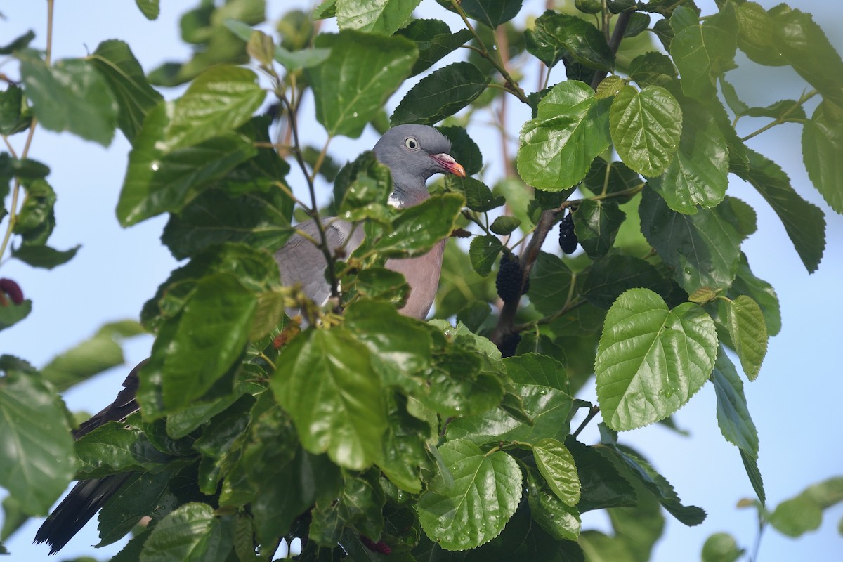 Common Wood-Pigeon - ML619832037