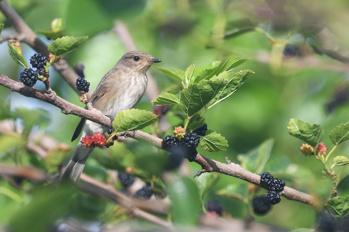 Spotted Flycatcher (Spotted) - ML619832045