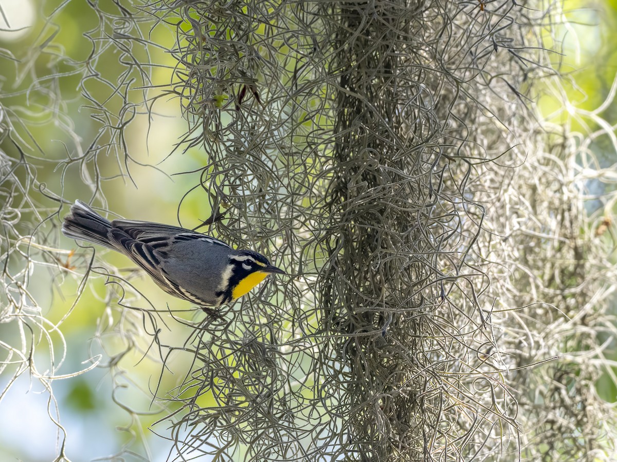 Yellow-throated Warbler - ML619832058