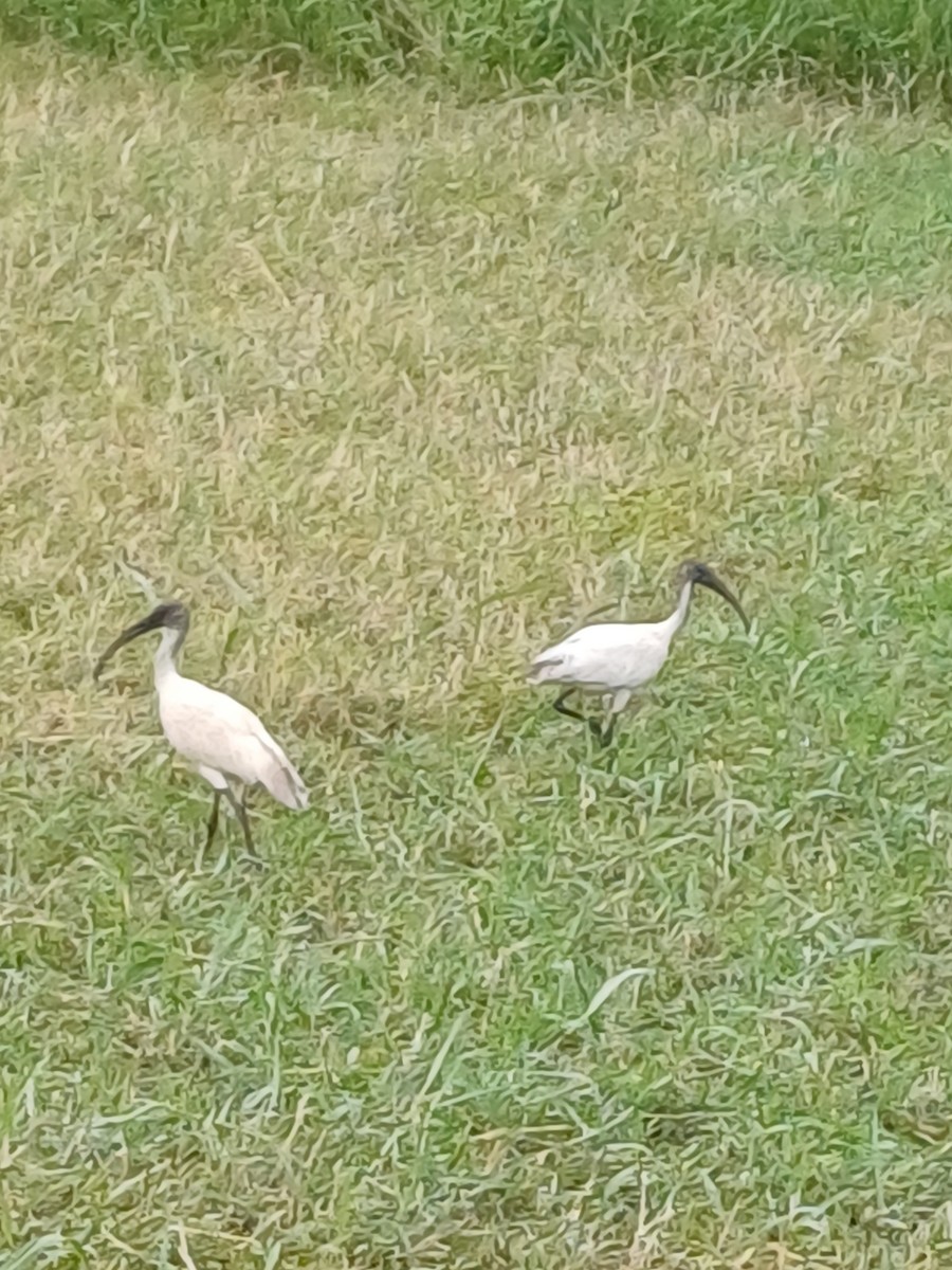ibis černohlavý - ML619832062