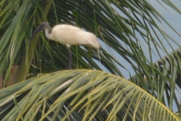 ibis černohlavý - ML619832064