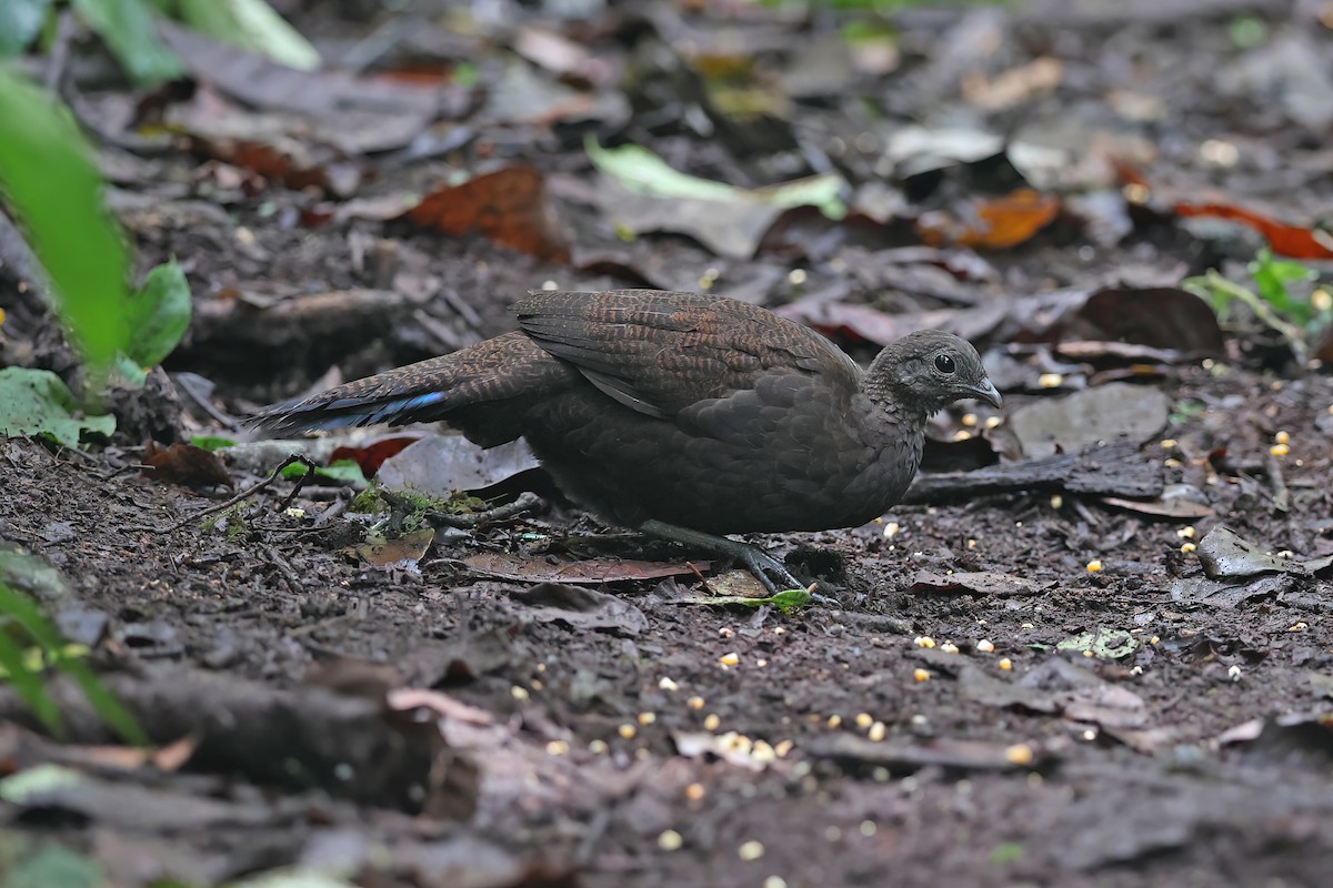 Bronze-tailed Peacock-Pheasant - Chun Fai LO