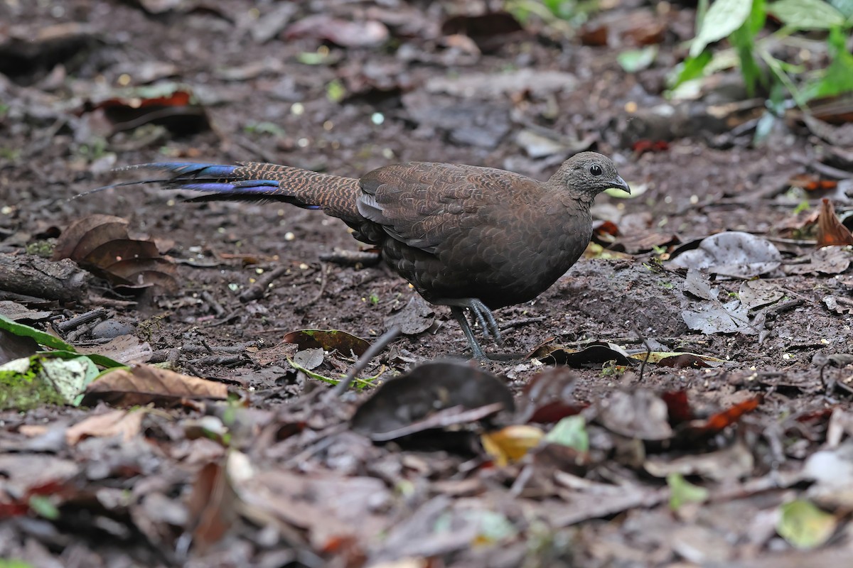 Bronze-tailed Peacock-Pheasant - ML619832080