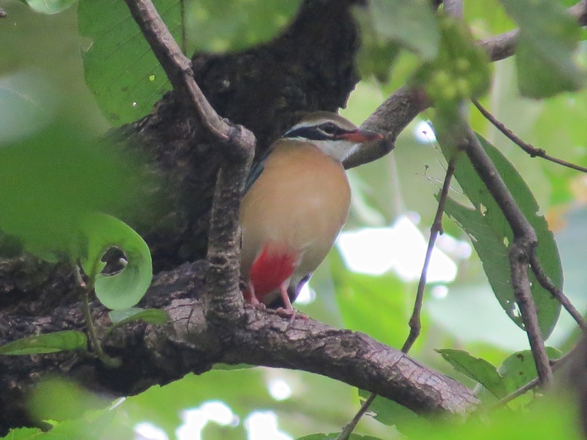 Indian Pitta - ML619832082