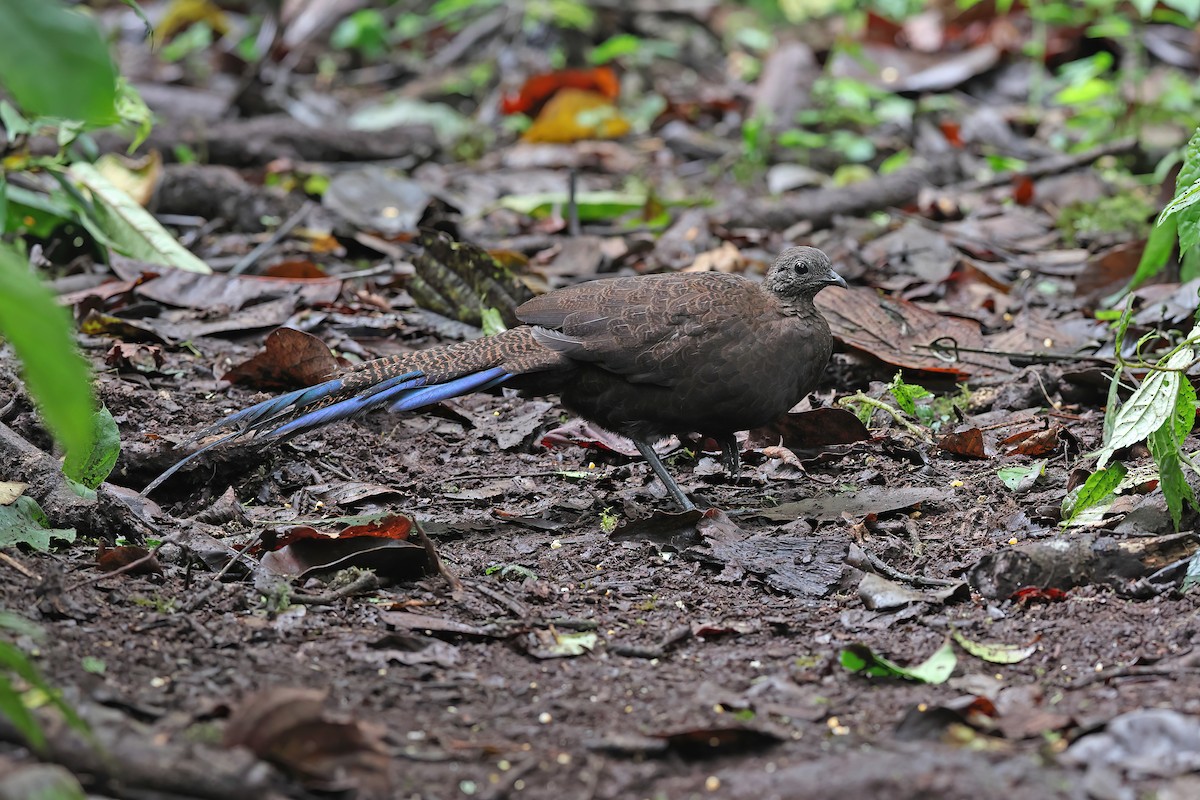 Bronze-tailed Peacock-Pheasant - ML619832084