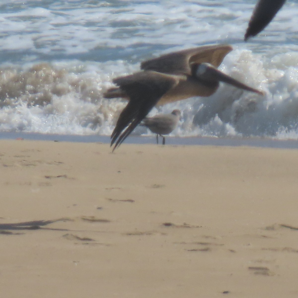 Brown Pelican - ML619832097