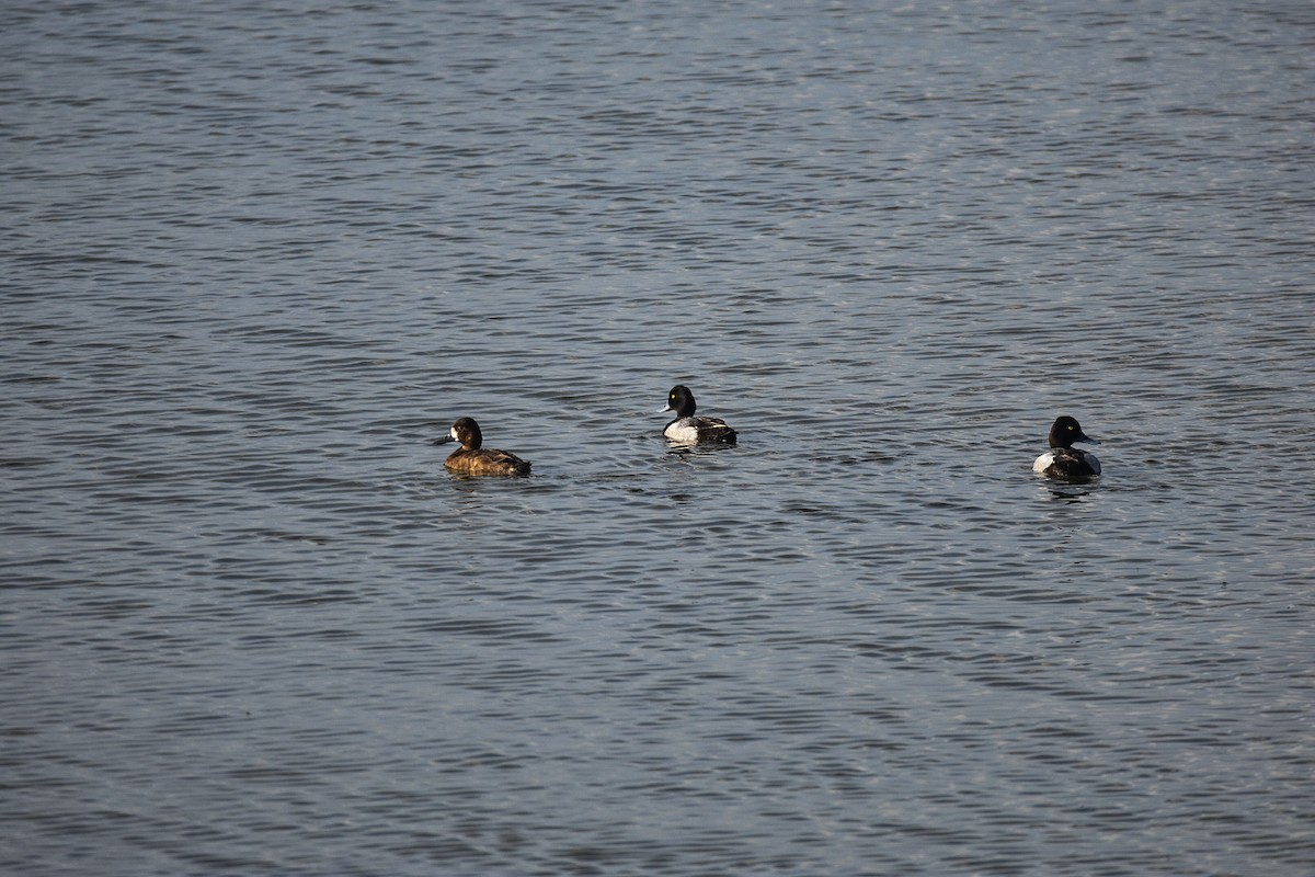 Lesser Scaup - ML619832109