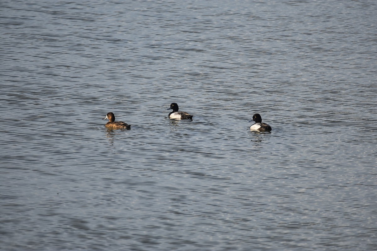 Lesser Scaup - ML619832110