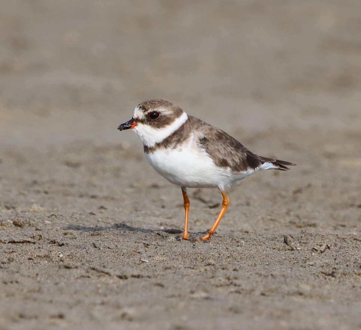 Semipalmated Plover - ML619832114
