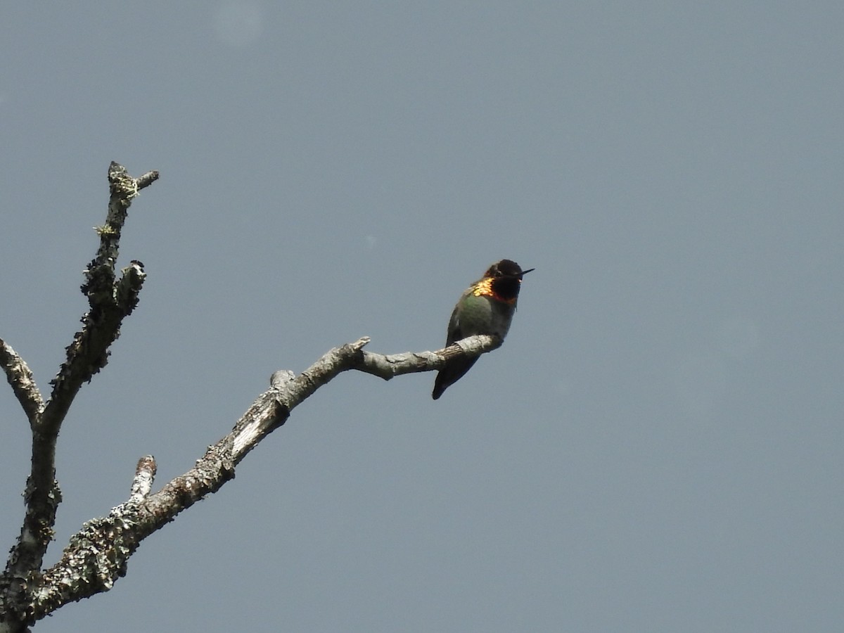 Anna's Hummingbird - ML619832116