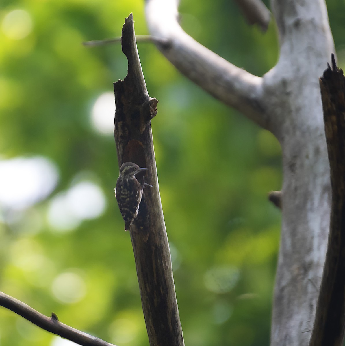 Brown-capped Pygmy Woodpecker - ML619832117