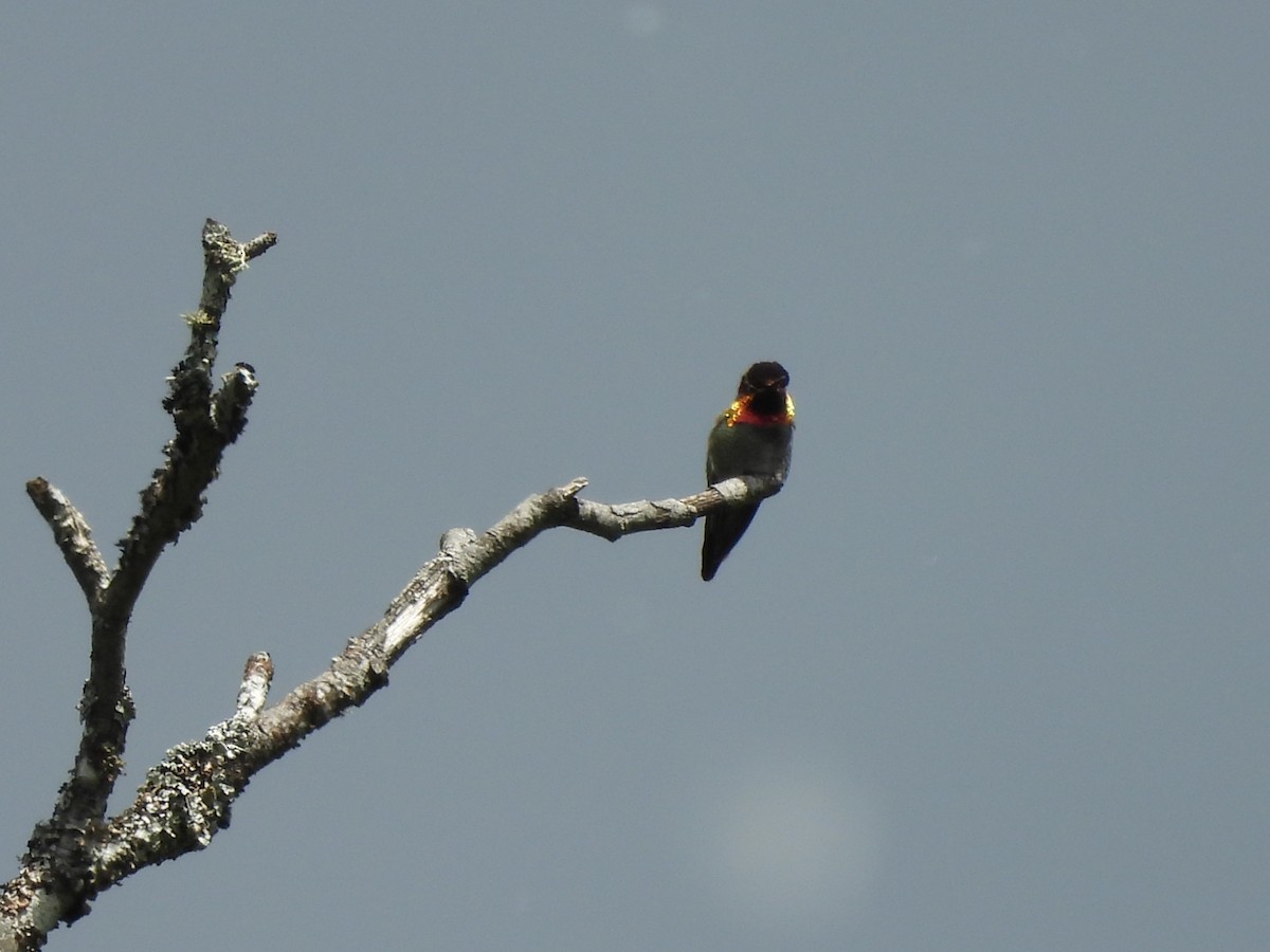 Anna's Hummingbird - ML619832122