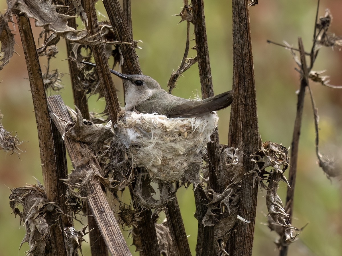 Costa's Hummingbird - ML619832137