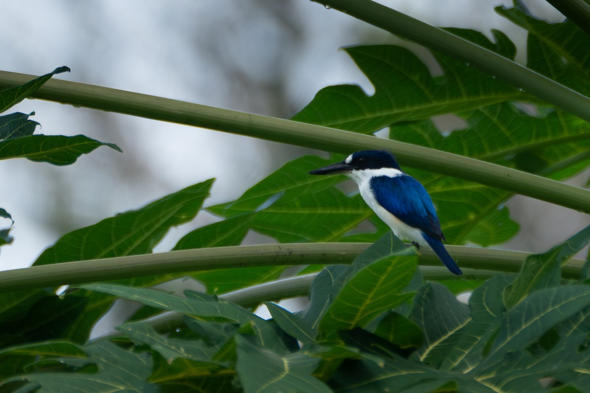Forest Kingfisher - ML619832150