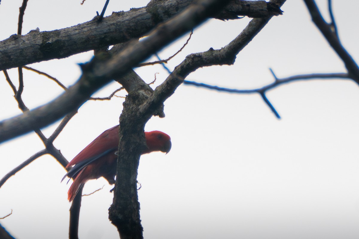 Papuan Eclectus - ML619832154