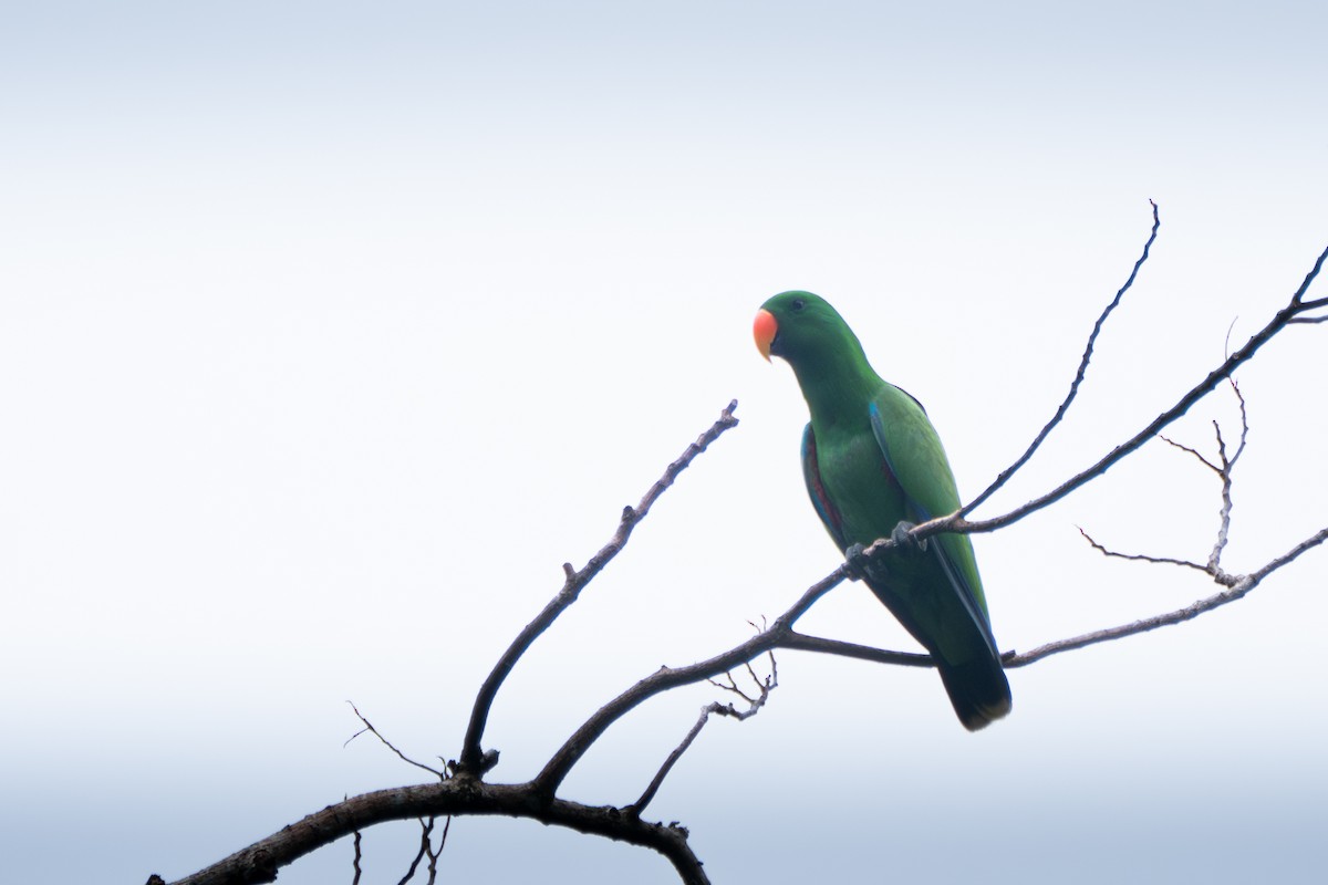 Papuan Eclectus - ML619832155