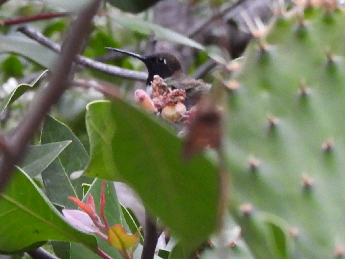 Black-chinned Hummingbird - ML619832156